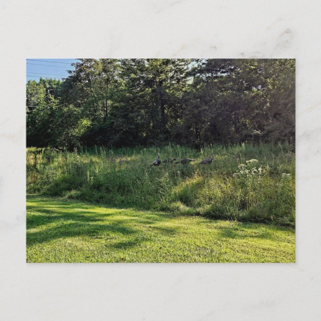 Cartão Postal Oakwoods Metropark Turquia Path (Frente)