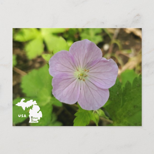 Cartão Postal Oakwoods Metropark Wild Geranium com logotipo (Frente)
