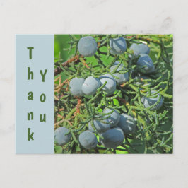 Cartão Postal Obrigado Apprecio de Fotos de Frutas do Pinheiro d