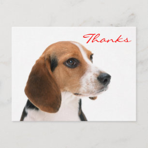 Cartão Postal Obrigado Beagle Puppy Dog Saudação Cartão-Postal