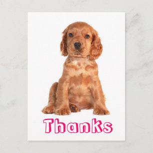 Cartão Postal Obrigado Cartão-Postal De Cachorro De Cocker Spani