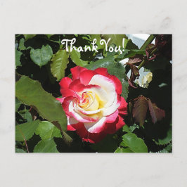 Cartão Postal Obrigado de alguém com uma Rosa Red Tipped Balboa
