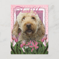 Obrigado - Goldendoodle