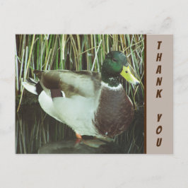 Cartão Postal Obrigado Pato-real Foto Apreciação da Natureza