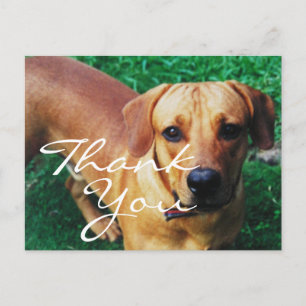 Cartão Postal Obrigado por Foto Personalizada