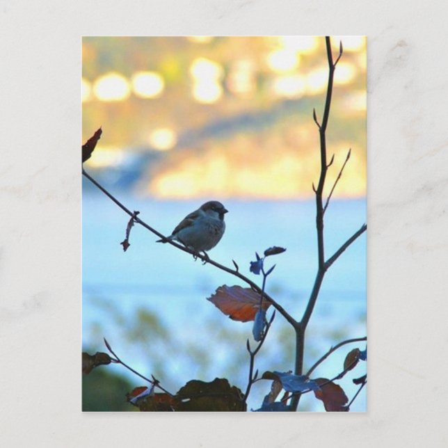 Cartão Postal Observação de aves (Frente)