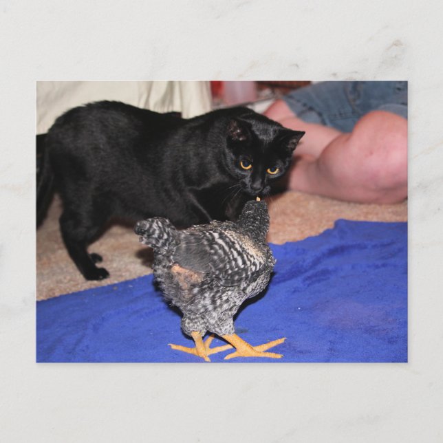 Cartão Postal Observadores (Frente)