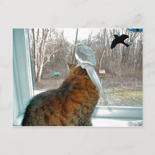 Cartão Postal Observando o pássaro (Frente)