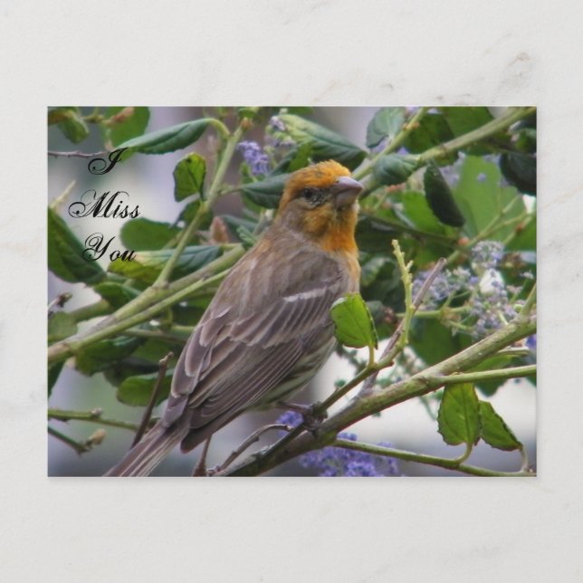 Cartão Postal Ocasiões_ (Frente)