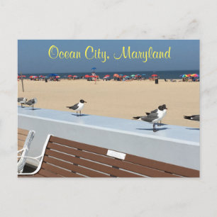 Cartão Postal Ocean City Maryland Birds
