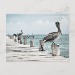Cartão Postal Oceano Costeiro Pelicano