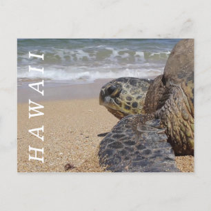 Cartão Postal Oceano Pacífico - Tartaruga do Mar de Praia Havaí