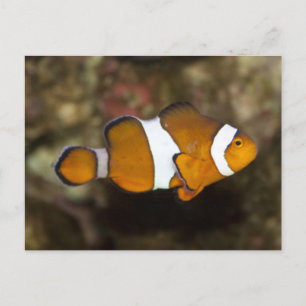 Cartão Postal Ocellaris