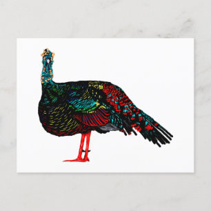 Cartão Postal Ocelled Turquia