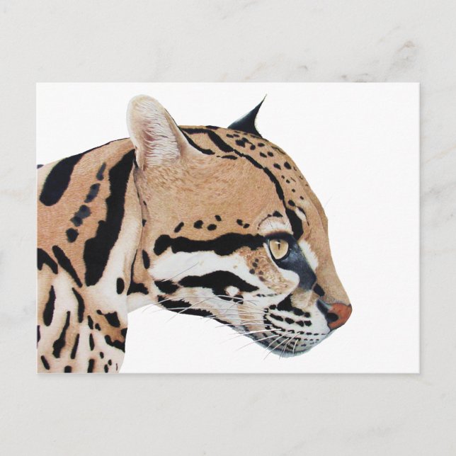 Cartão Postal Ocelot (Frente)