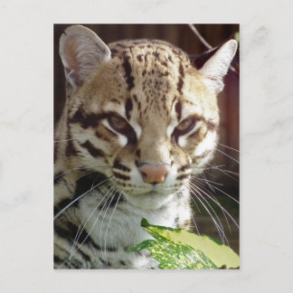 Cartão Postal Ocelot