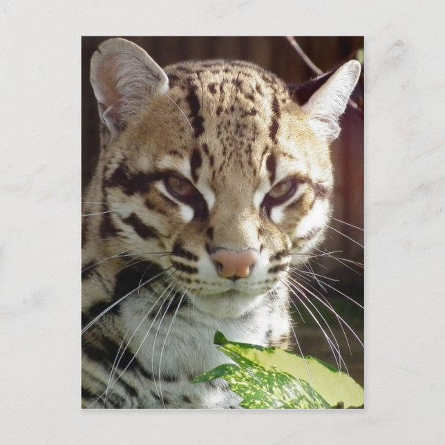 Cartão Postal Ocelot (Frente)