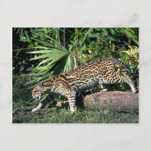 Cartão Postal Ocelot