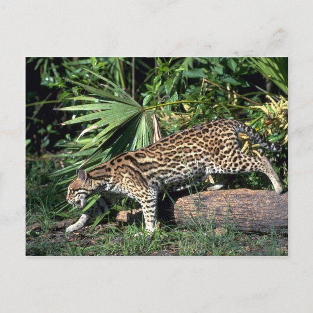Cartão Postal Ocelot (Frente)