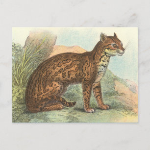 Cartão Postal Ocelot