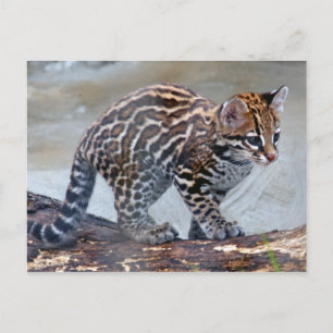 Cartão Postal ocelot baby4x6