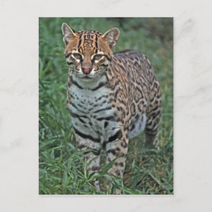 Cartão Postal OCELOT Leopardus pardalis) AMÉRICA CENTRAL