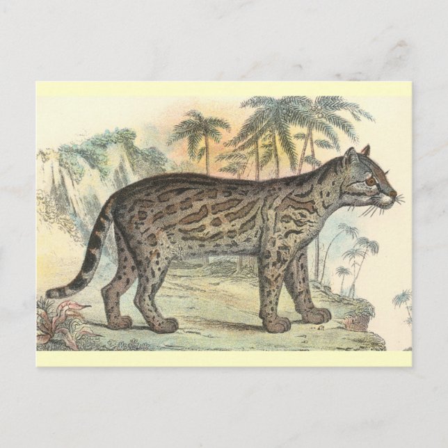 Cartão Postal Ocelot (variedade) (Frente)