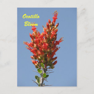 Cartão Postal Ocotillo Bloom
