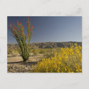 Cartão Postal Ocotillo e desert senna