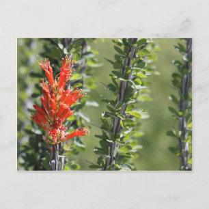 Cartão Postal Ocotillo em Flor