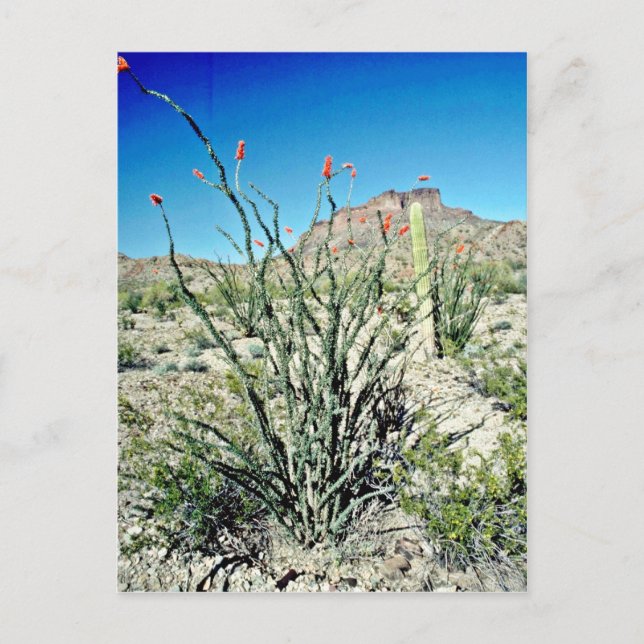 Cartão Postal Ocotillo Flor, Butte Atrás (Frente)