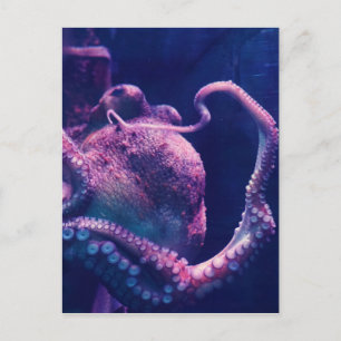 Cartão Postal Octopus