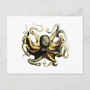 Cartão Postal Octopus