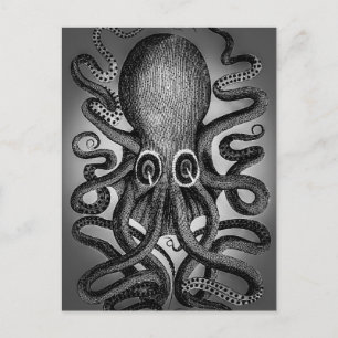 Cartão postal Octopus