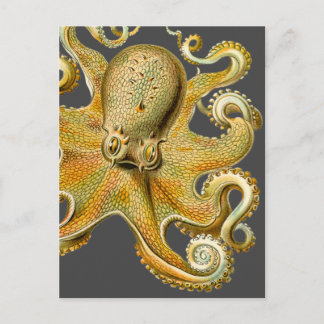 Cartão Postal Octopus de Ernst Haeckel