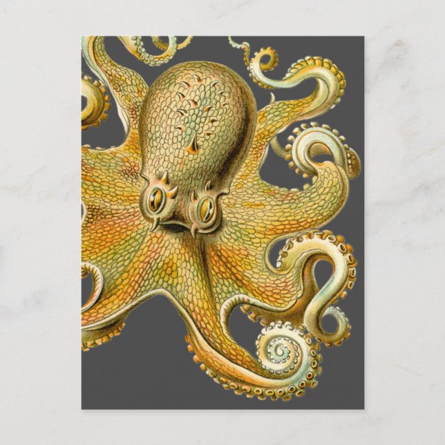 Cartão Postal Octopus de Ernst Haeckel (Frente)