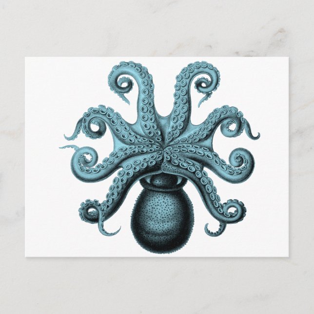 Cartão Postal Octopus em Teal (Frente)