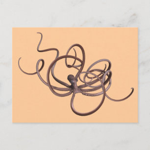 Cartão Postal Octopus gigante