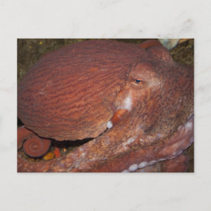 Cartão Postal Octopus gigante do Pacífico Norte
