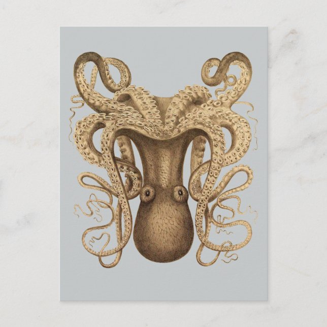 Cartão Postal Octopus Marmoratus (Azul) (Frente)