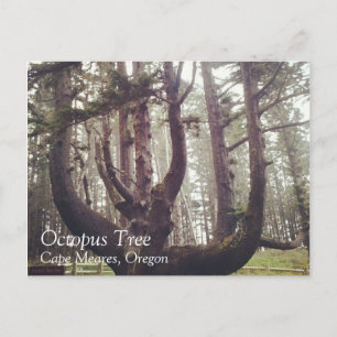 Cartão Postal Octopus Tree, Cape Meares, Oregon