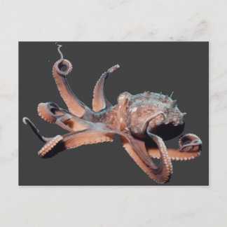 Cartão Postal Octopus-Wild Thang