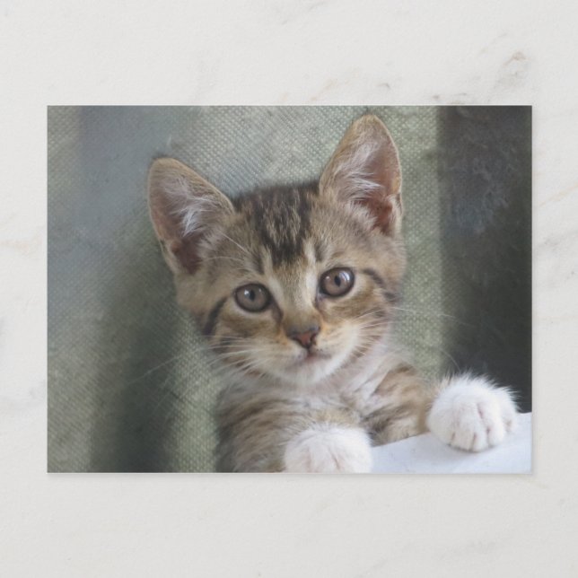 Cartão Postal Ocultar Kitten (Frente)