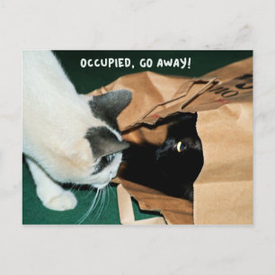 Cartão Postal Ocupado, Afaste-Se! Gatos Engraçados