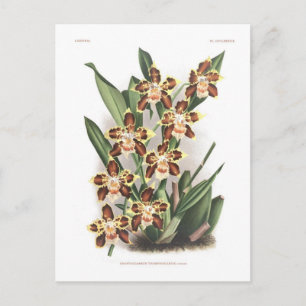 Cartão Postal Odontoglossum Thompsonianum;