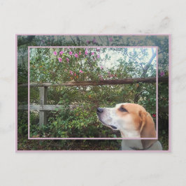 Cartão Postal odor de Primavera