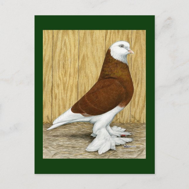 Cartão Postal Oeste da Inglaterra Tumbler Red Baldhead (Frente)