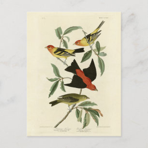 Cartão Postal Oeste, Scarlet Tanagers Audubon Birds da América