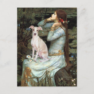 Cartão Postal Ofélia - Galgo Italiano 5