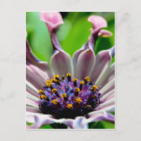 Ofertas de Cartão-postal Roxo